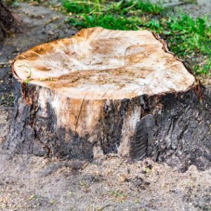Stump Removal — Las Vegas, NV — Rocky’s Tree Service