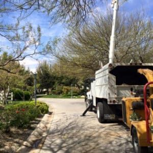 Tree Removal — Las Vegas, NV — Rocky’s Tree Service