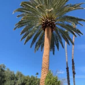 Tree Trimming — Las Vegas, NV — Rocky’s Tree Service