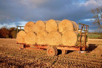 Hay bales in field — Trust Litigation Attorneys in Austin, MN