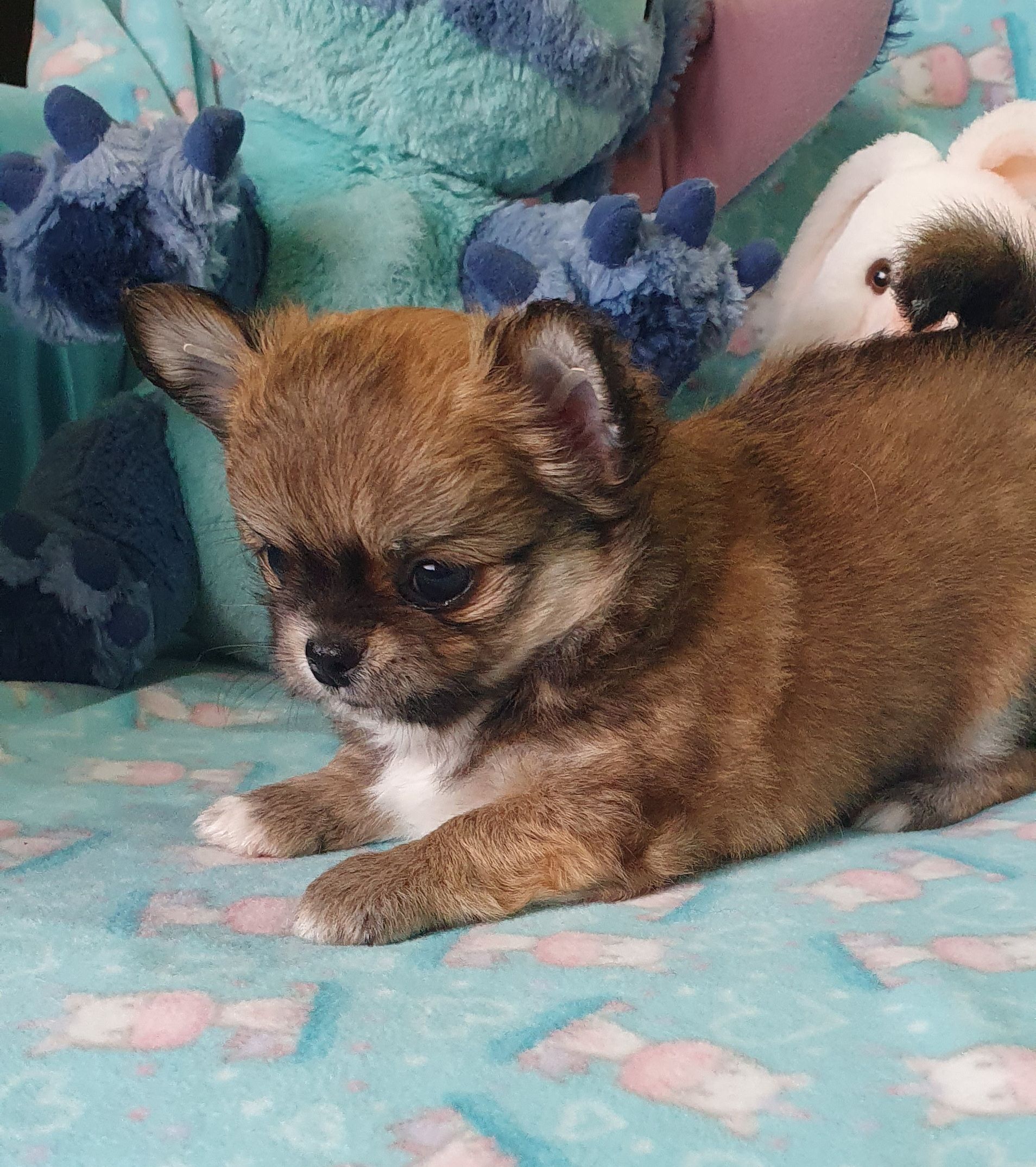 Perola´s Haru ( Fox)