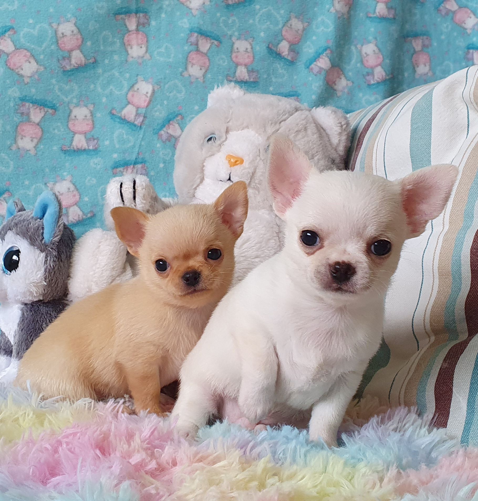 Perola´s Aquilles e Bamboo