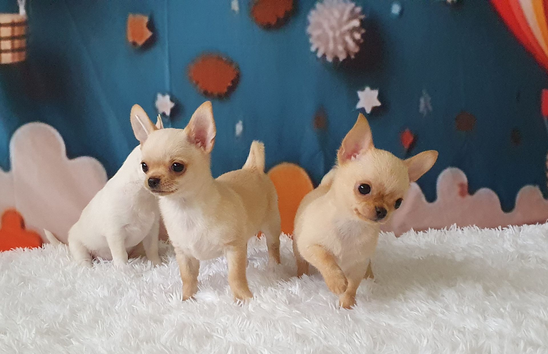 Perola´s Mini e Aquilles