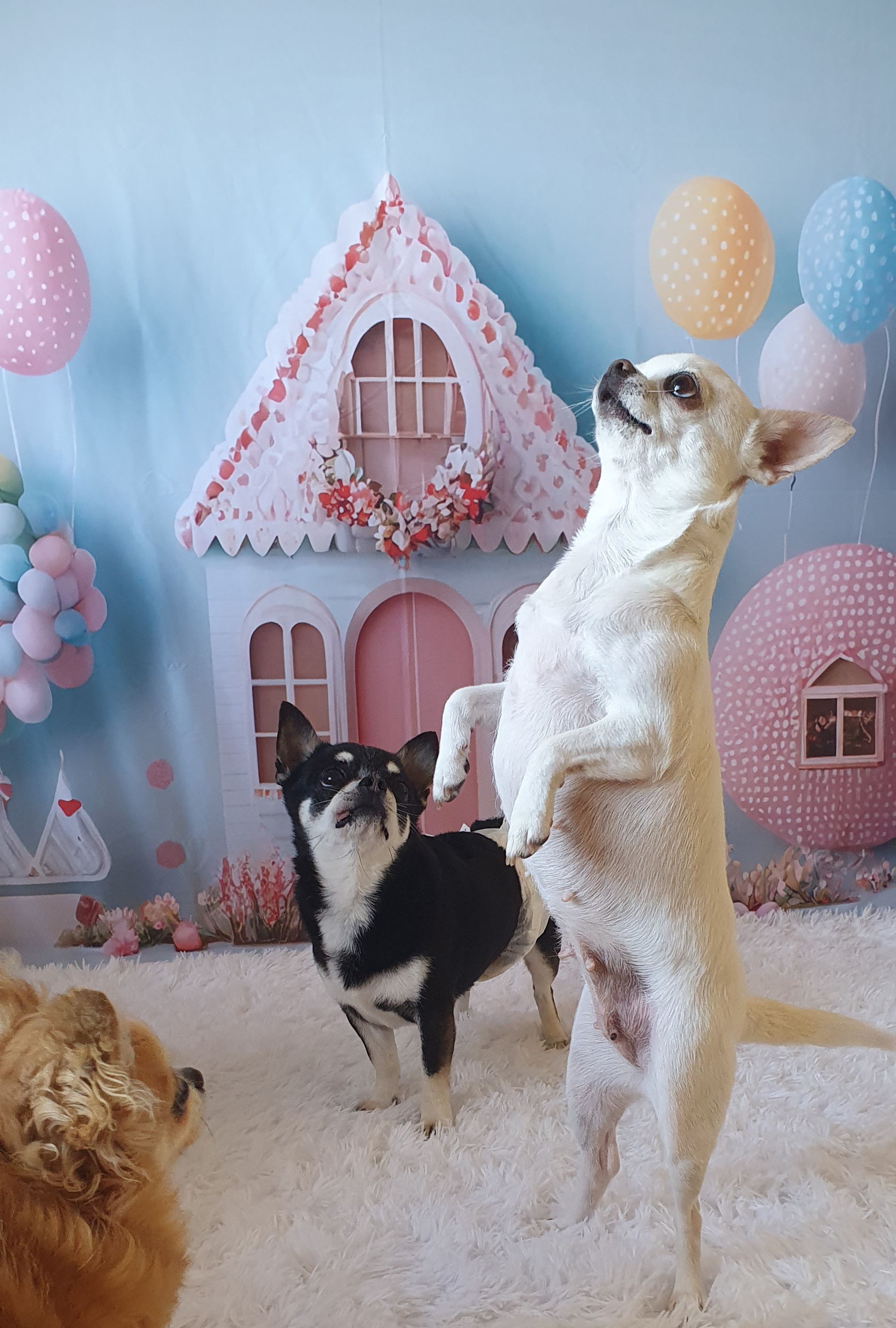 Pink e Pingo