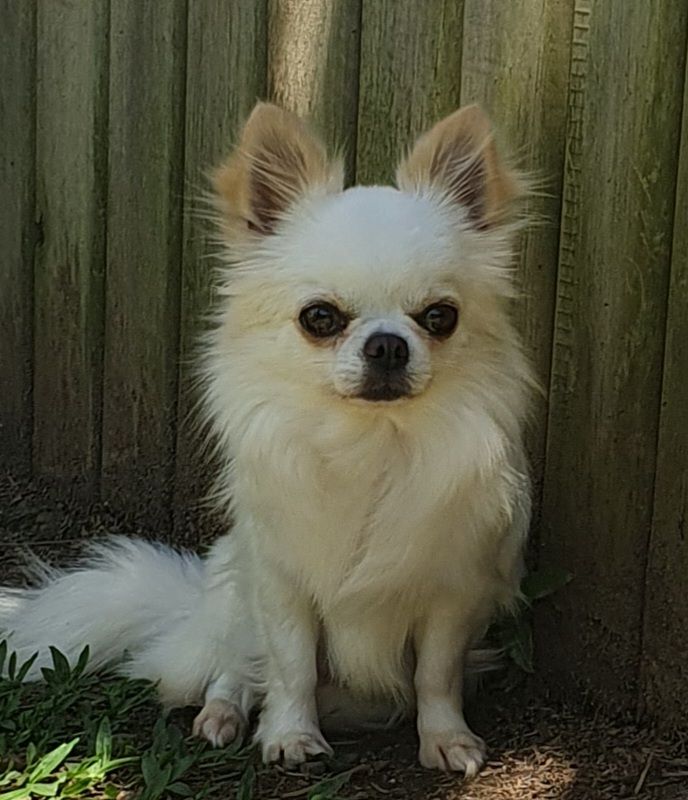 Sweet Biscuit Benjamin