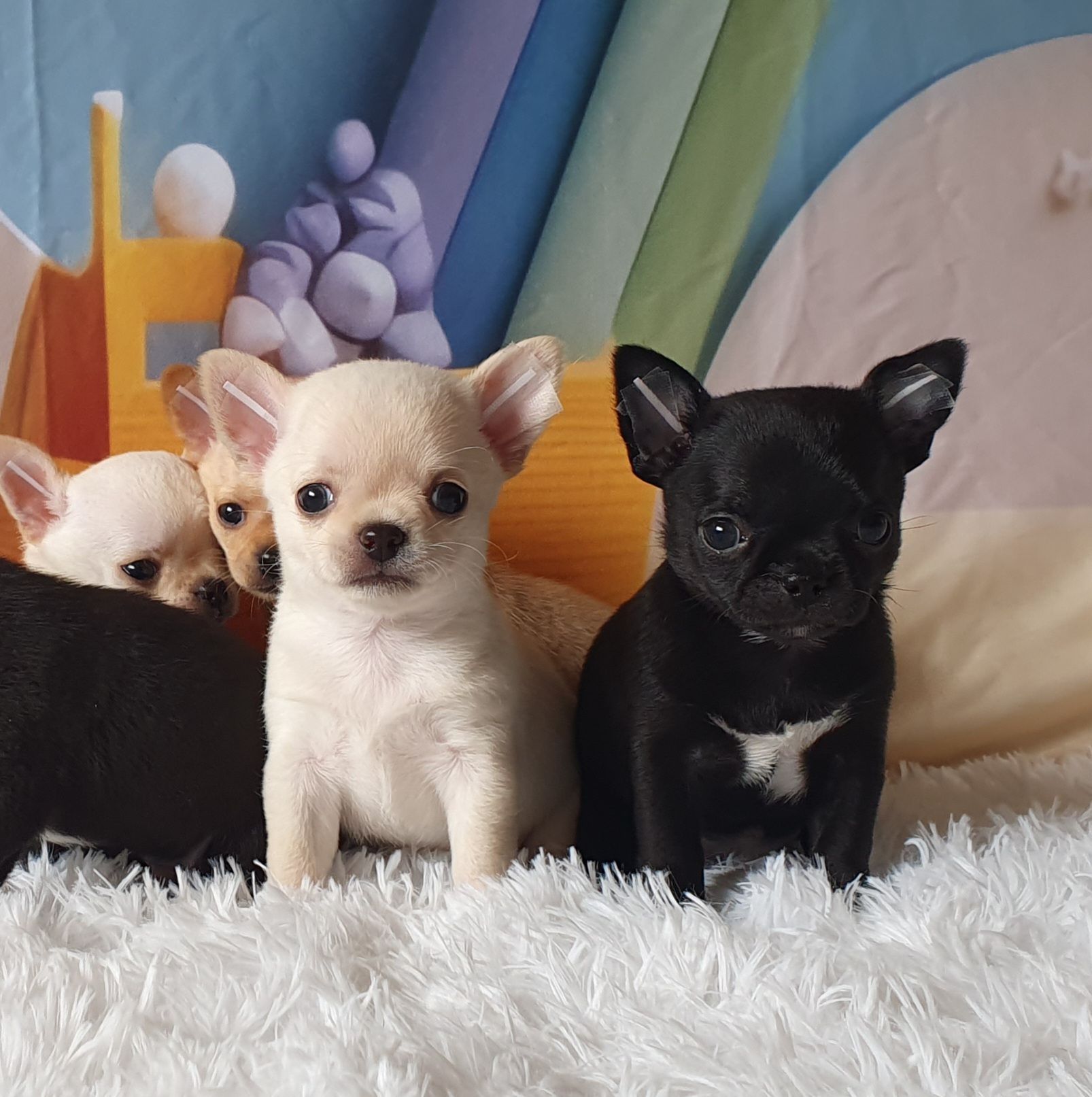 Perola´s Lira e Liv