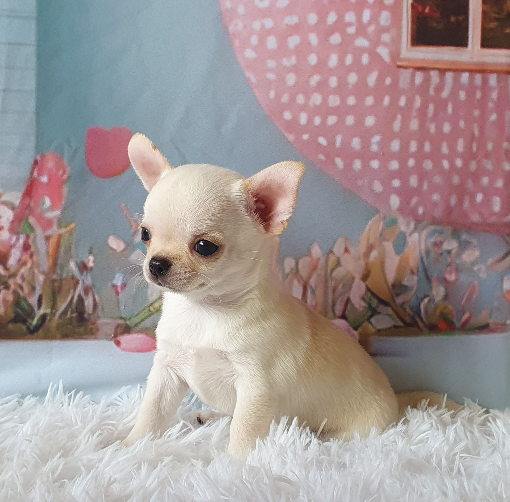 Perola´s Louis Vuitton