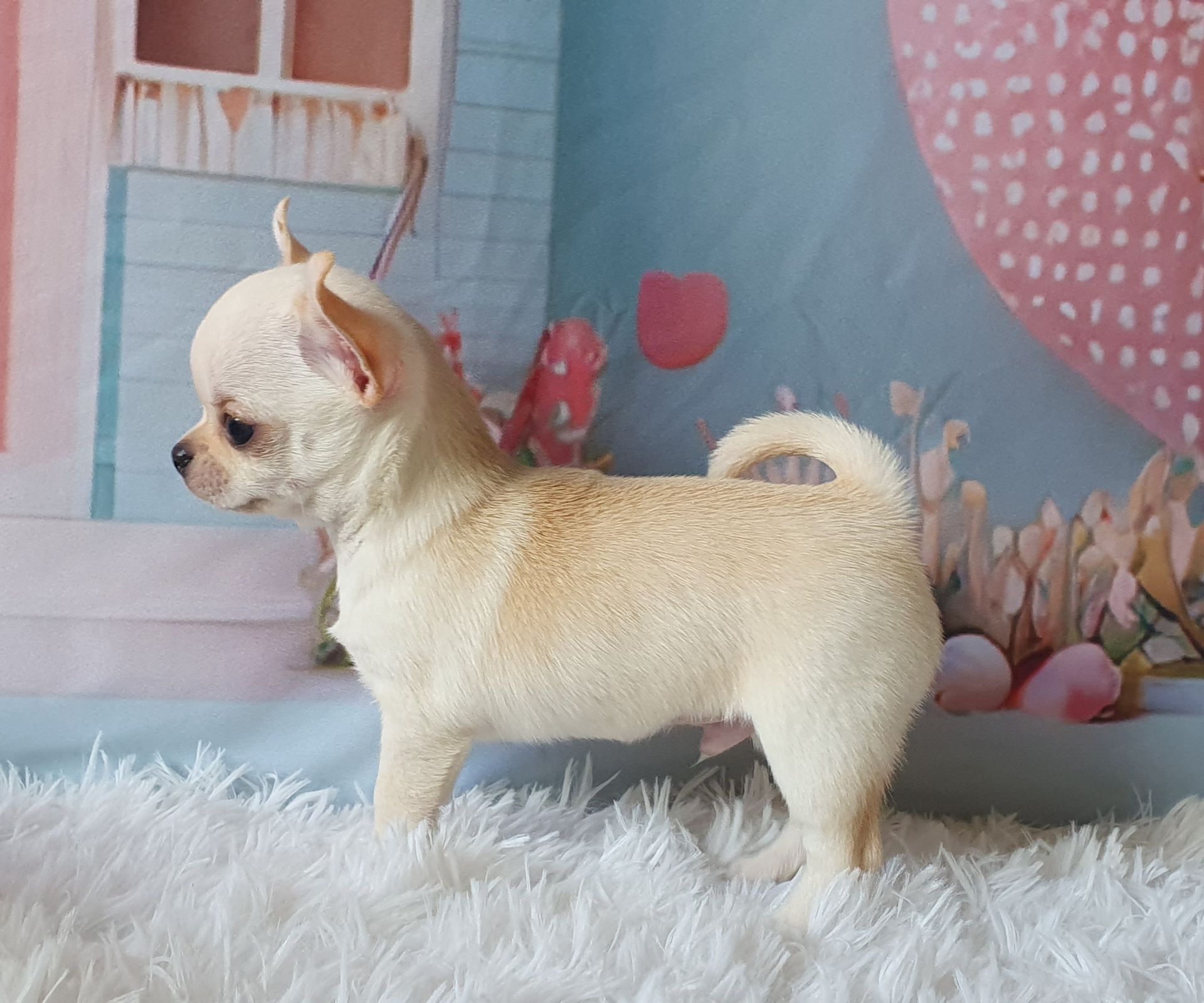 Perola´s Louis Vuitton