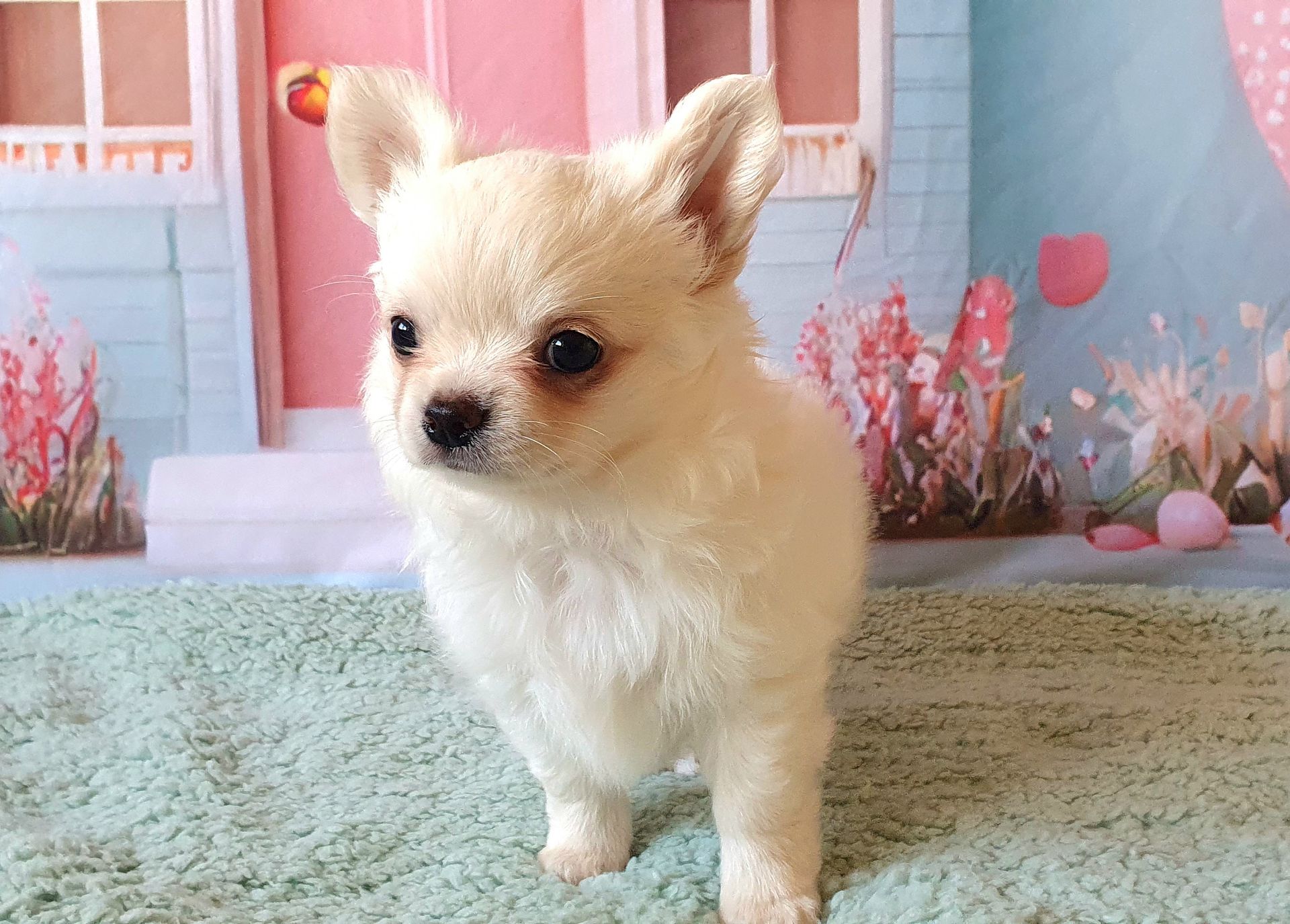 Perola´s Kiwi ( Jorginho)