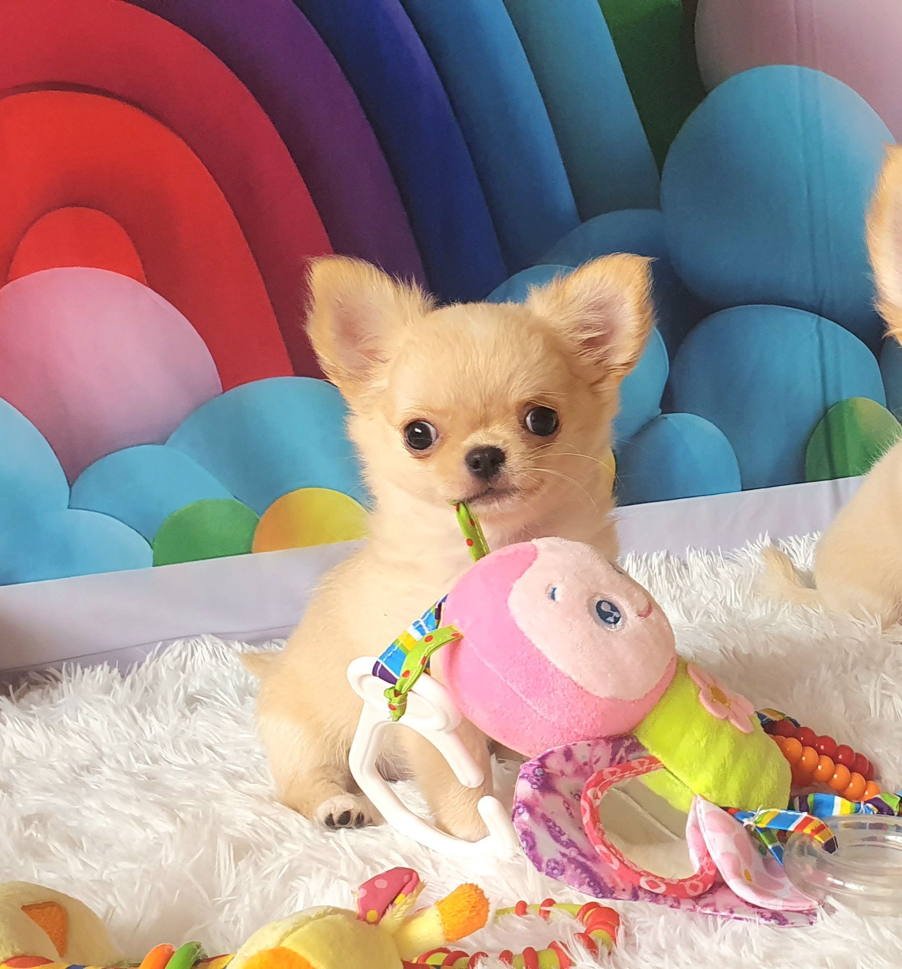 Perola´s Preciosa ( Dorinha)