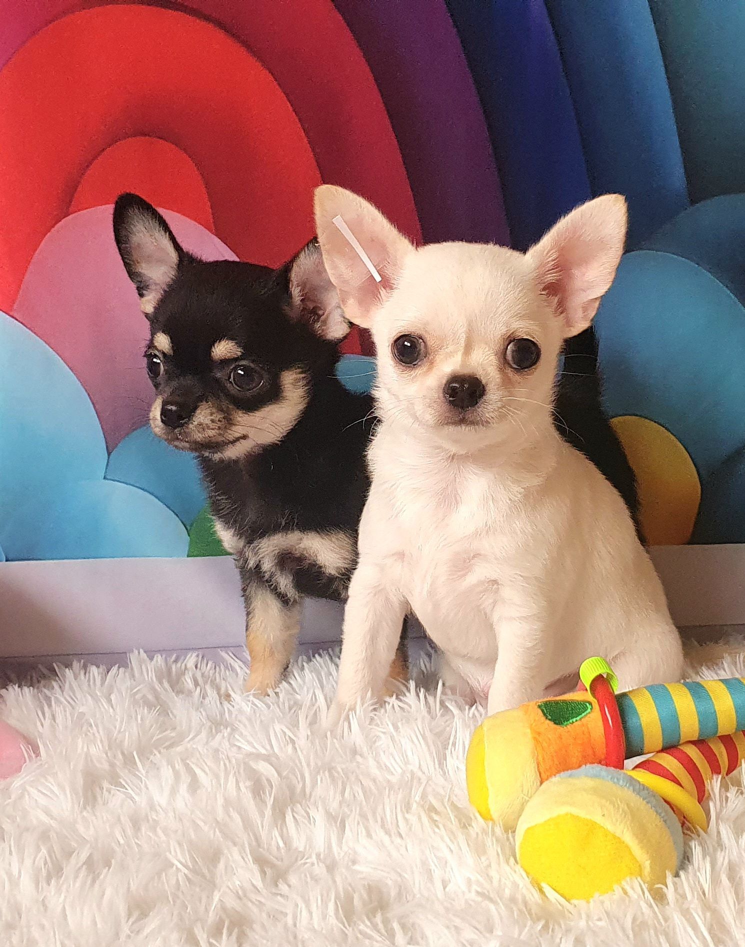 Perola´s Charlotte e Gucci