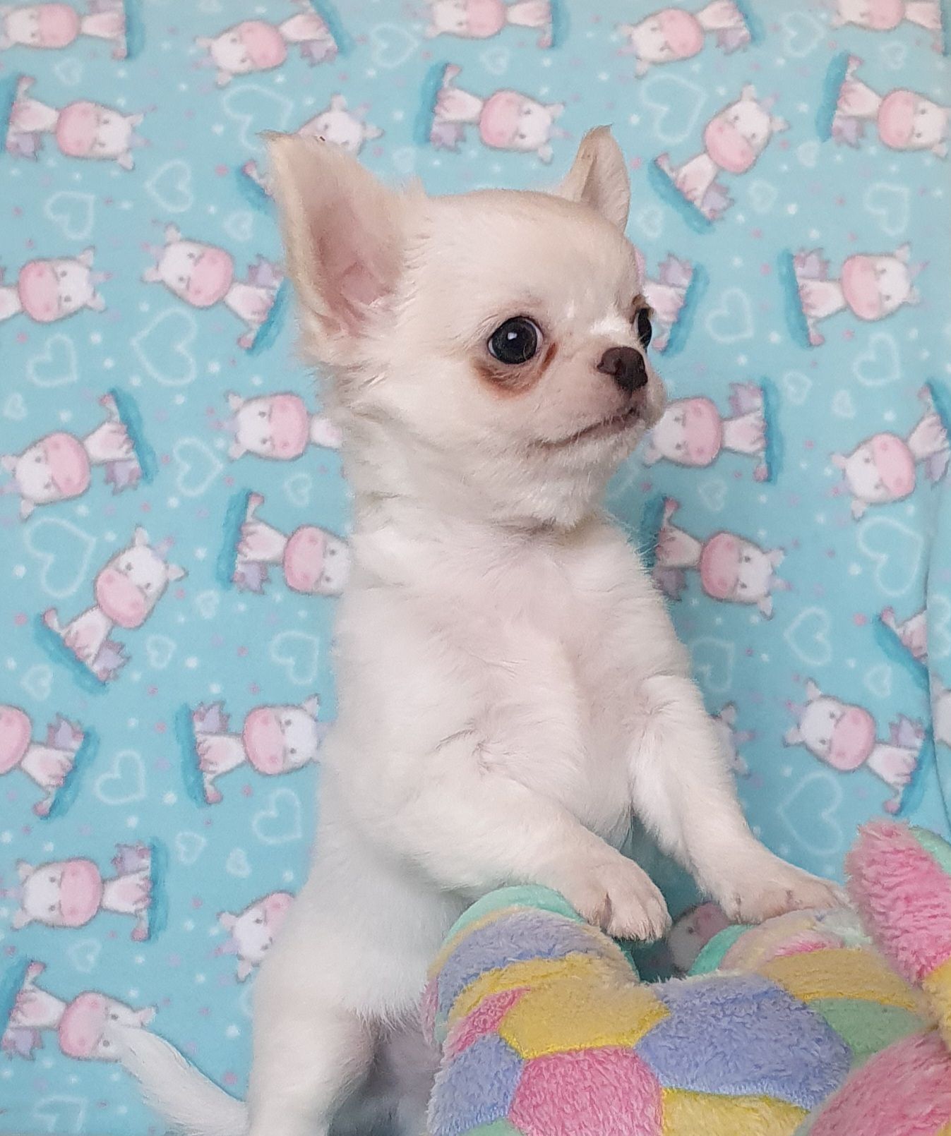 Perola´s Bb Gucci