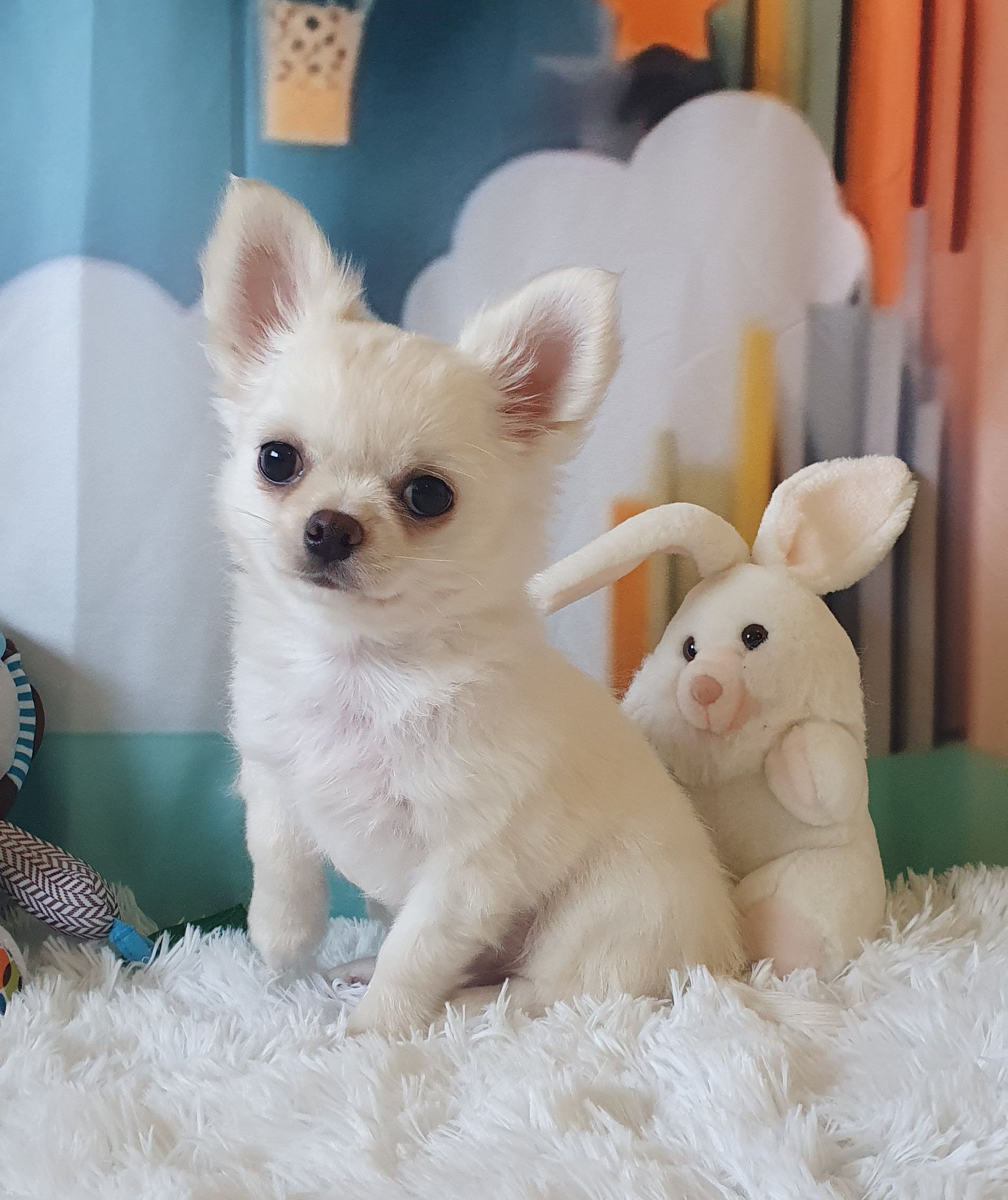 Perola´s Big Hero ( Kiko)