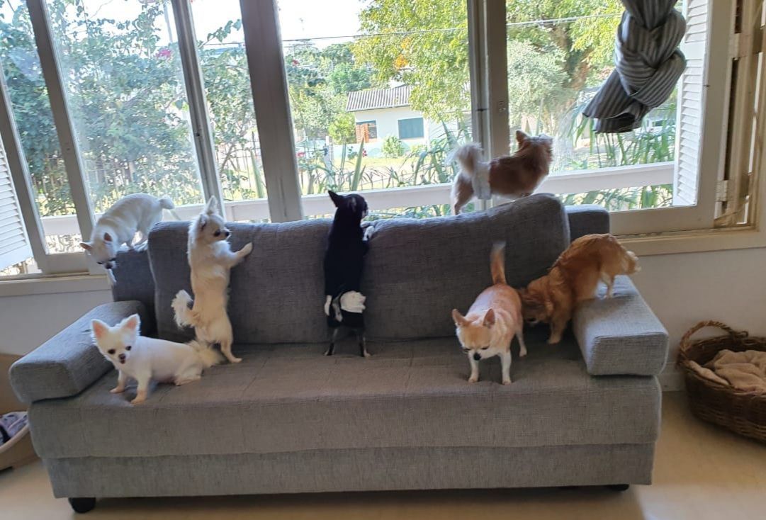 Chihuahuas no sofá