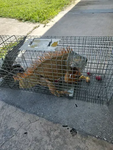 A chandelier is hanging from the ceiling of a room with lots of windows.