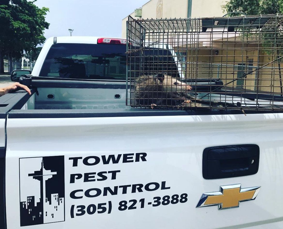 A rug is sitting on a wooden floor next to a bookshelf.
