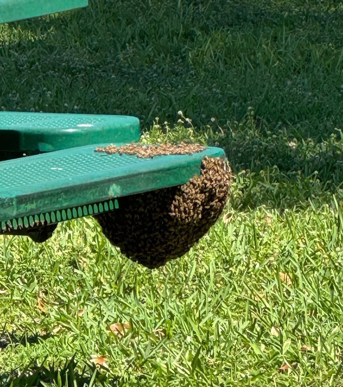 A white house with a blue roof and a tree in front of it.