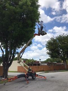 pest control on tree