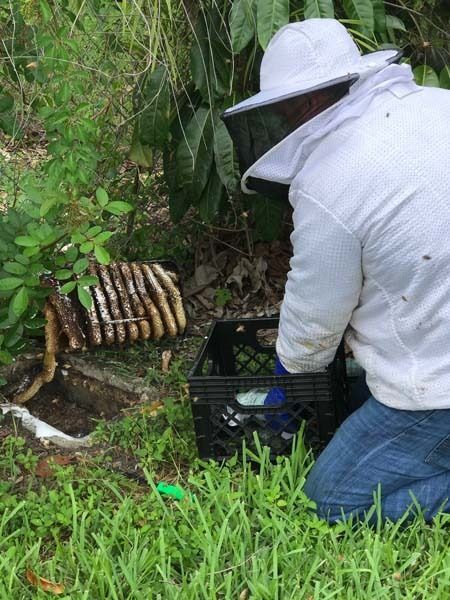 pest control in forest