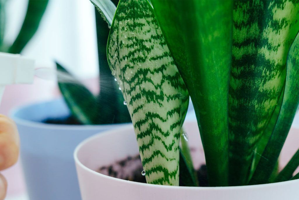 A plant is sitting in front of a bunch of cardboard boxes.