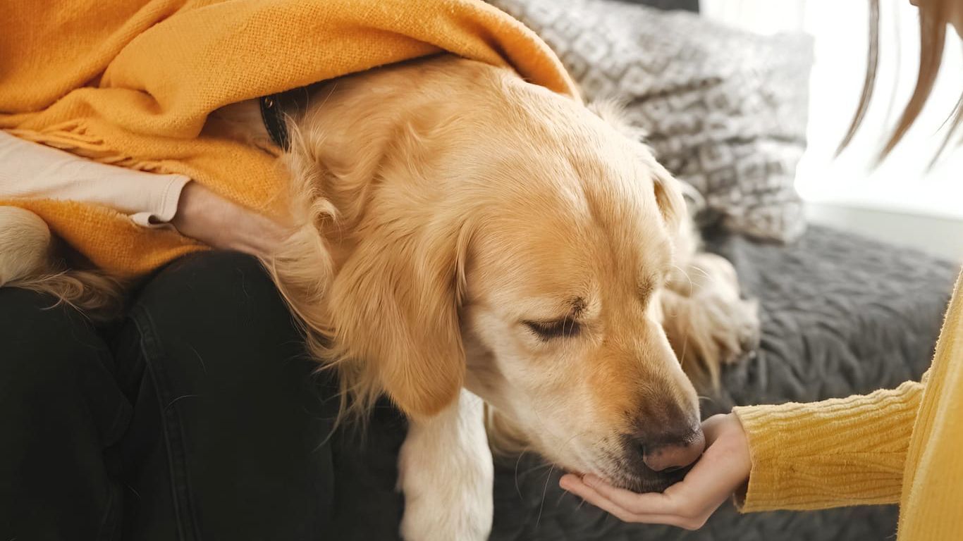 A woman is petting a dog while sitting on a sofa.