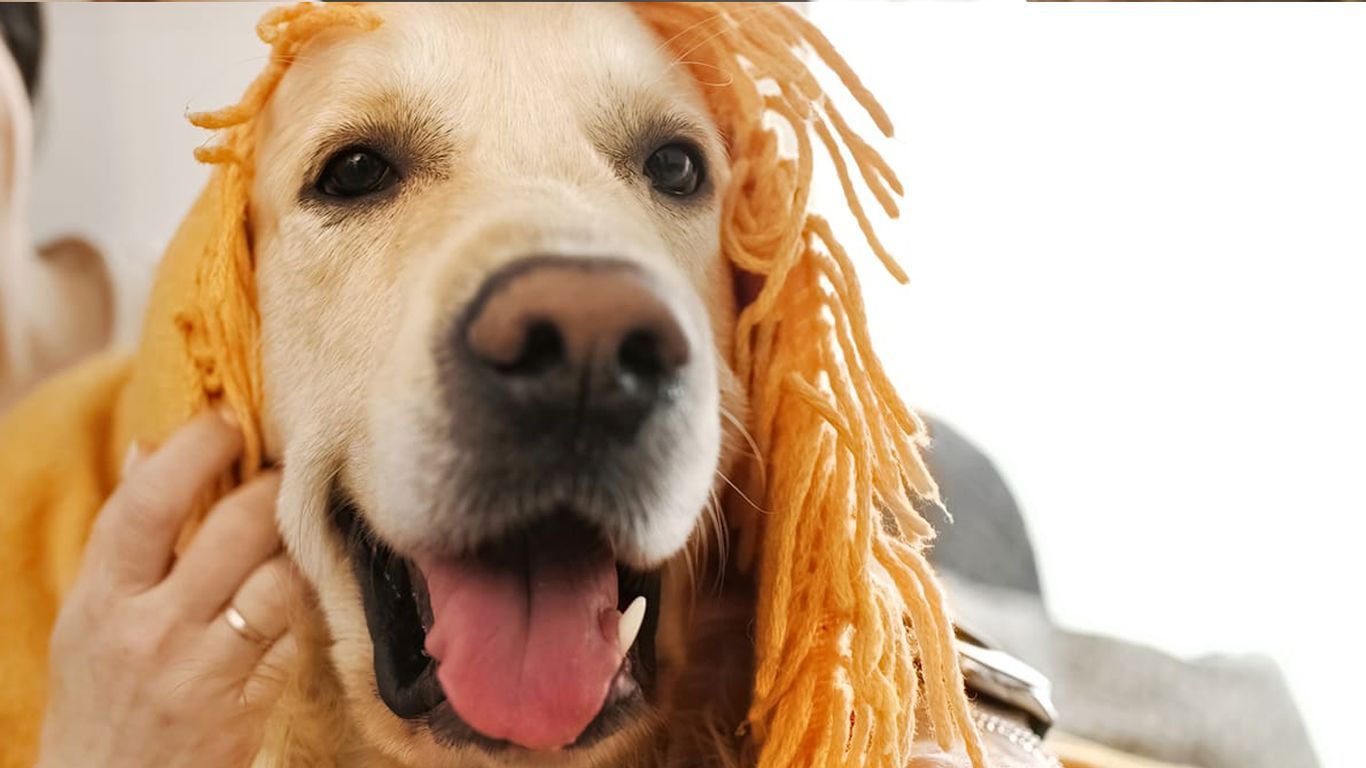 golden retriever cuddled in blanket.