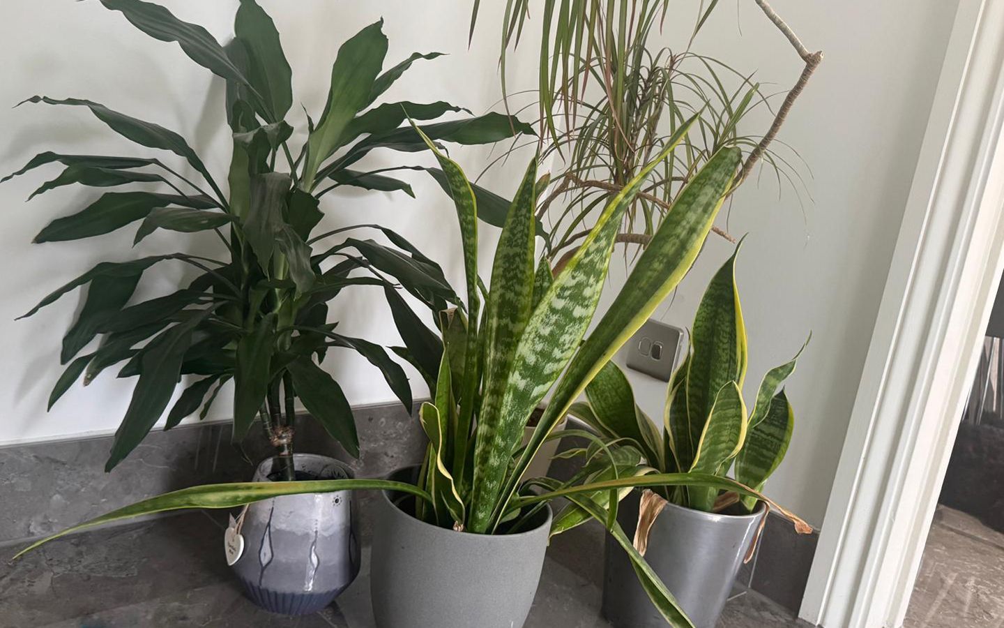 A group of potted plants are sitting on a floor waiting to be packed up.