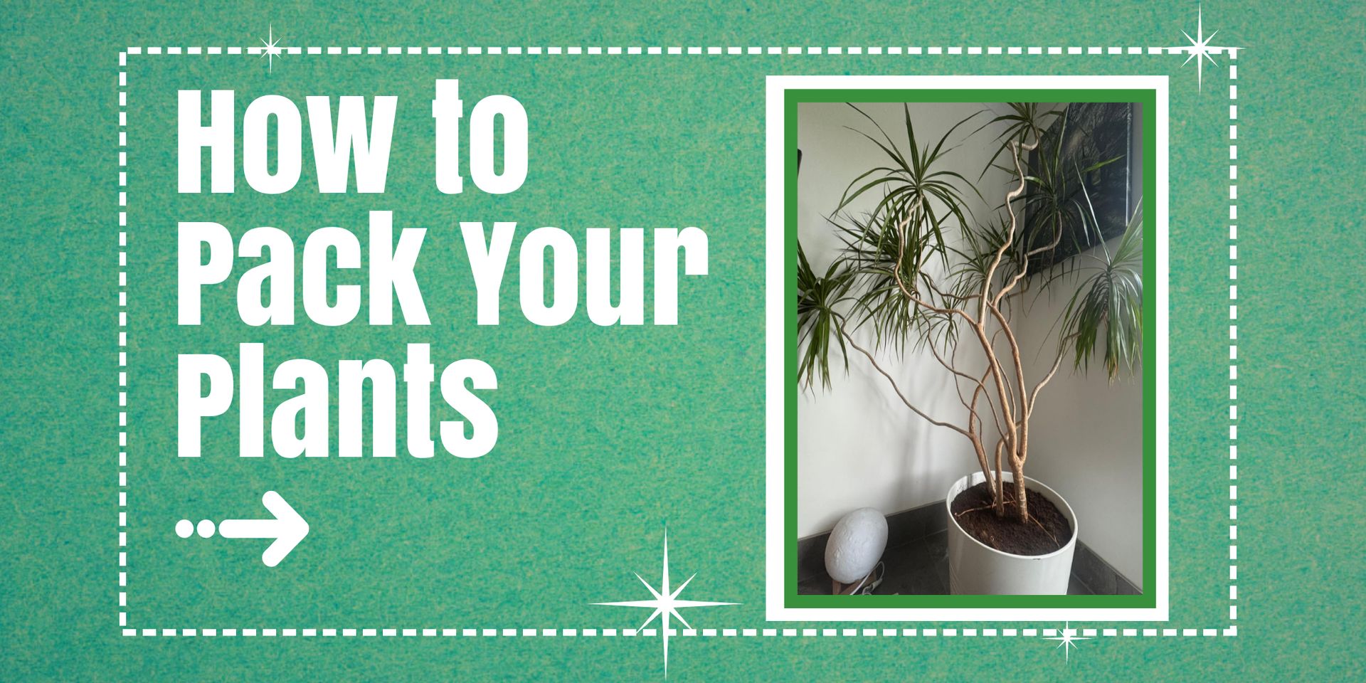 How to Pack Your Plants for Your Home Move