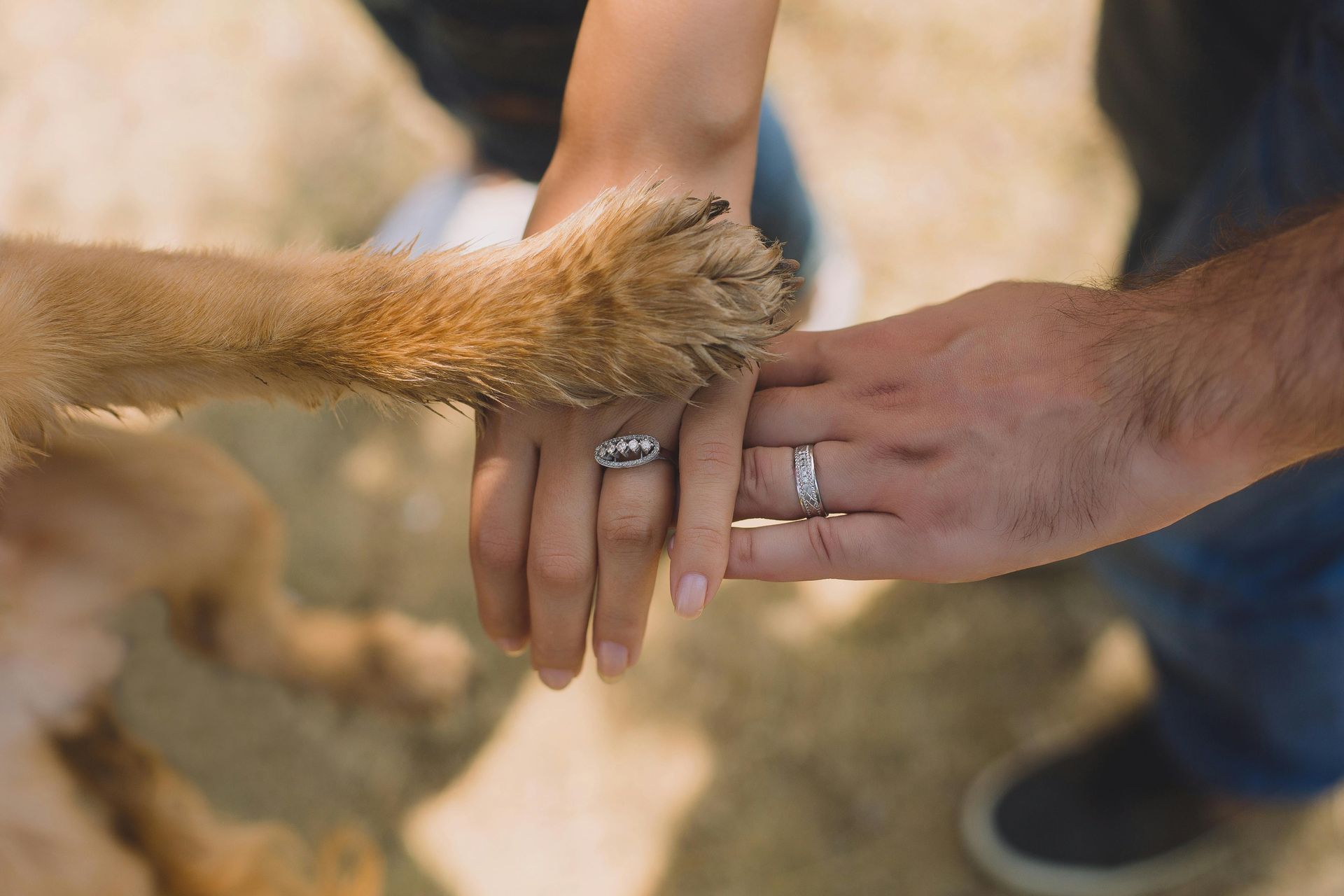 A man and woman are holding a dog 's paw while wearing wedding rings.