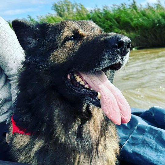 Dog with dark fur and pink tongue panting, red collar, outside near water.