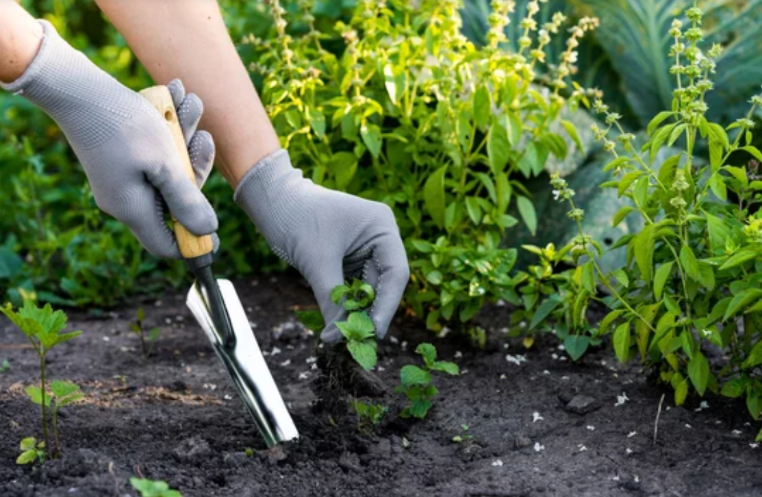 Person wearing gardening gloves carefully removes a weed with a long root from a garden bed.