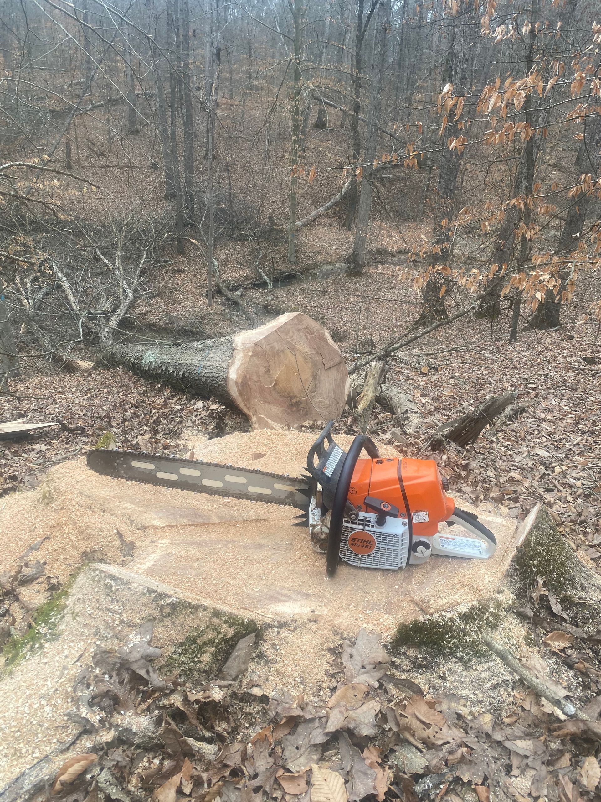 Tree Trunks — Scottsburg, IN — Bixler Land and Tree LLC