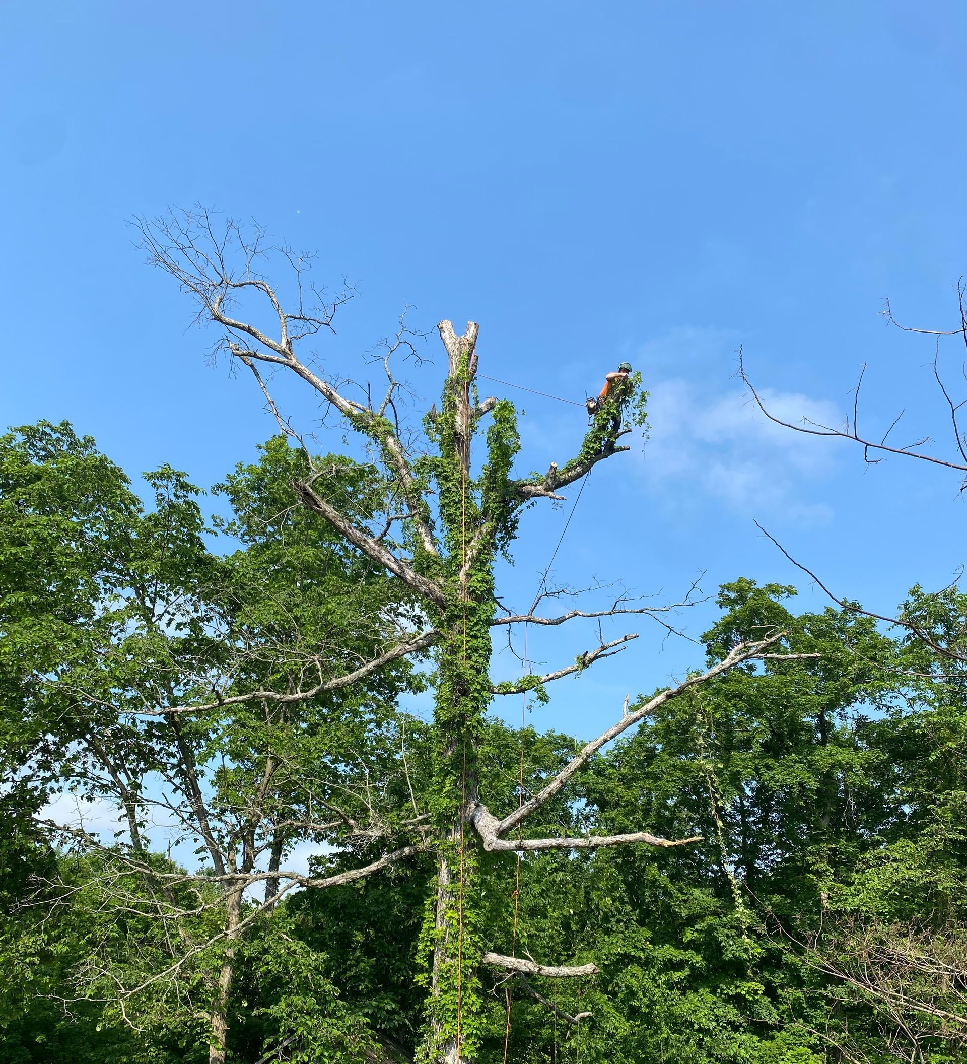 Loader Moving on Cleared Land — Scottsburg, IN — Bixler Land and Tree LLC