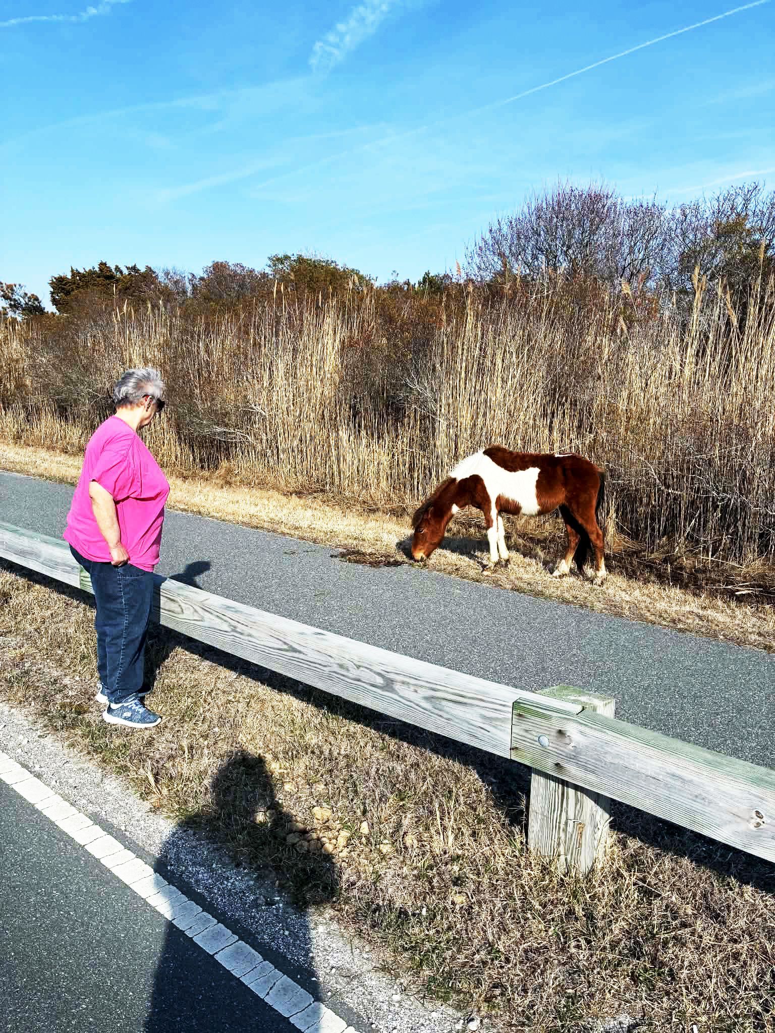 Sandra P finds an Assateague Pony in March 2026