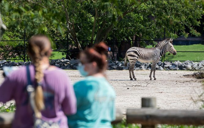 Guests walk past a zebra at the Virginia Zoo in Norfolk, Va. (Kaitlin McKeown/The Virginian-Pilot/TNS)