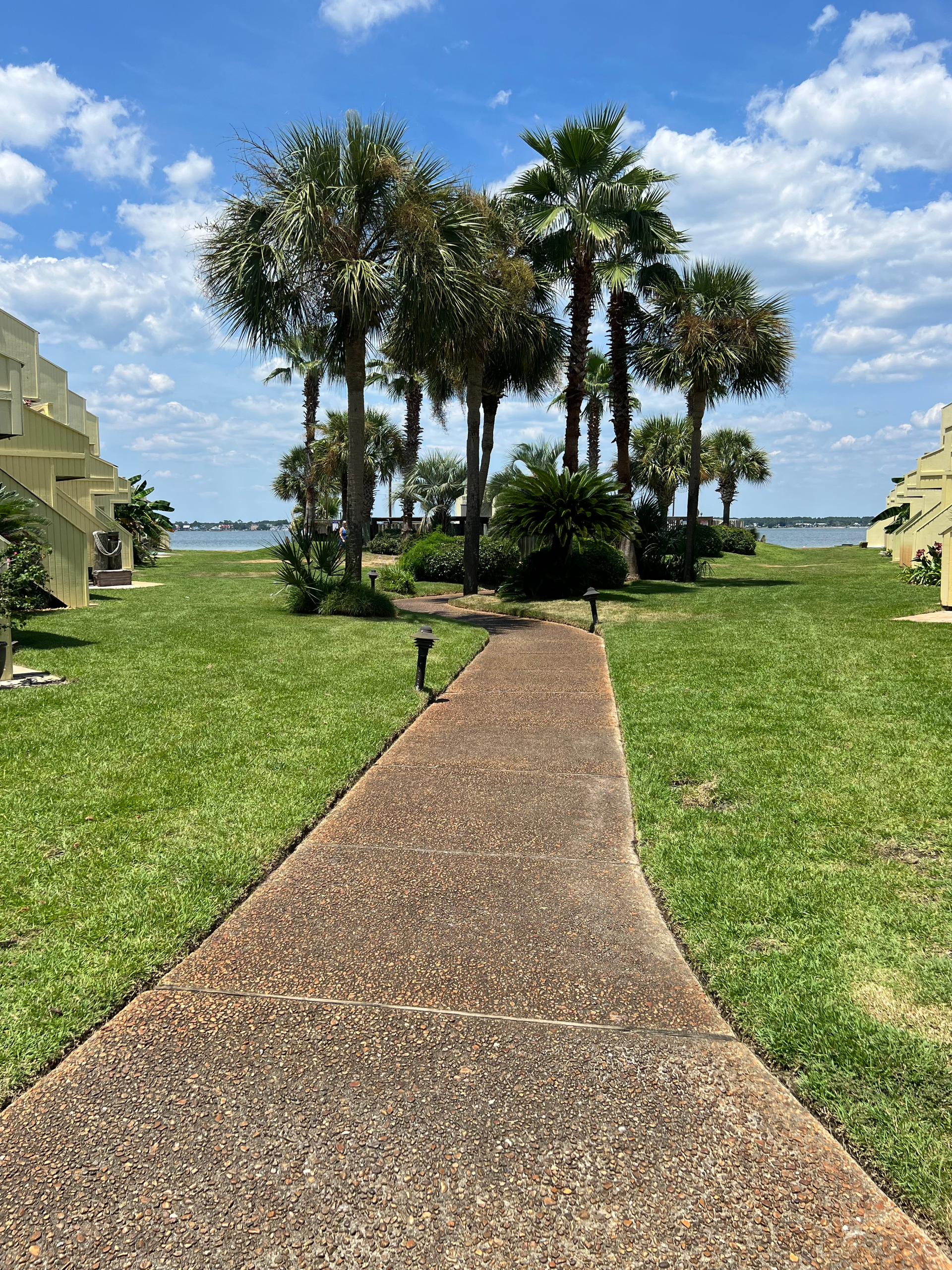 Pathway with palm trees