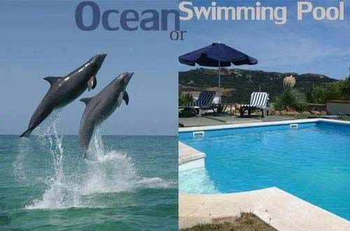 Ocean with dolphins jumping, swimming pool with chairs and umbrella.