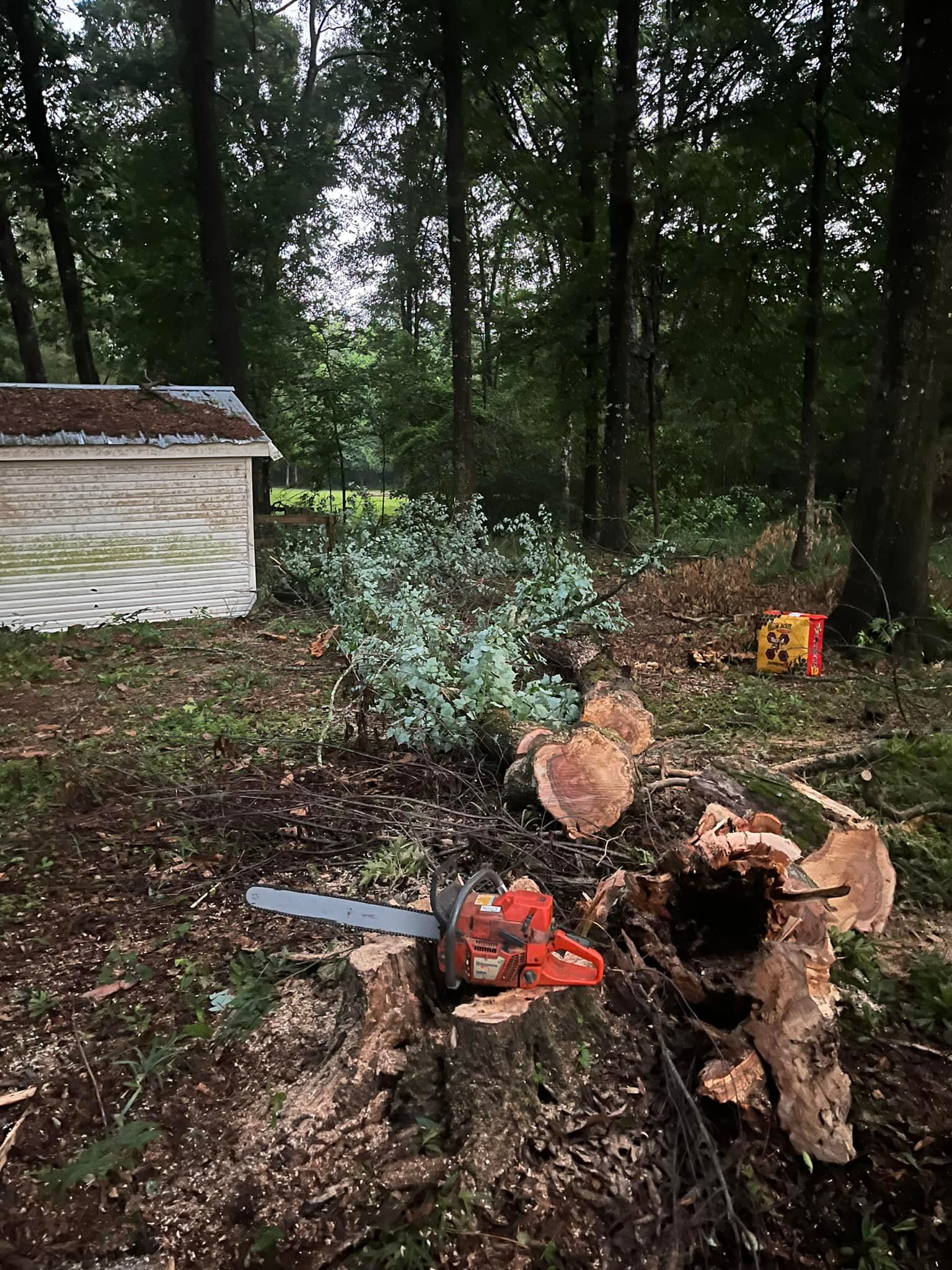 A chainsaw is cutting a tree stump in the woods.