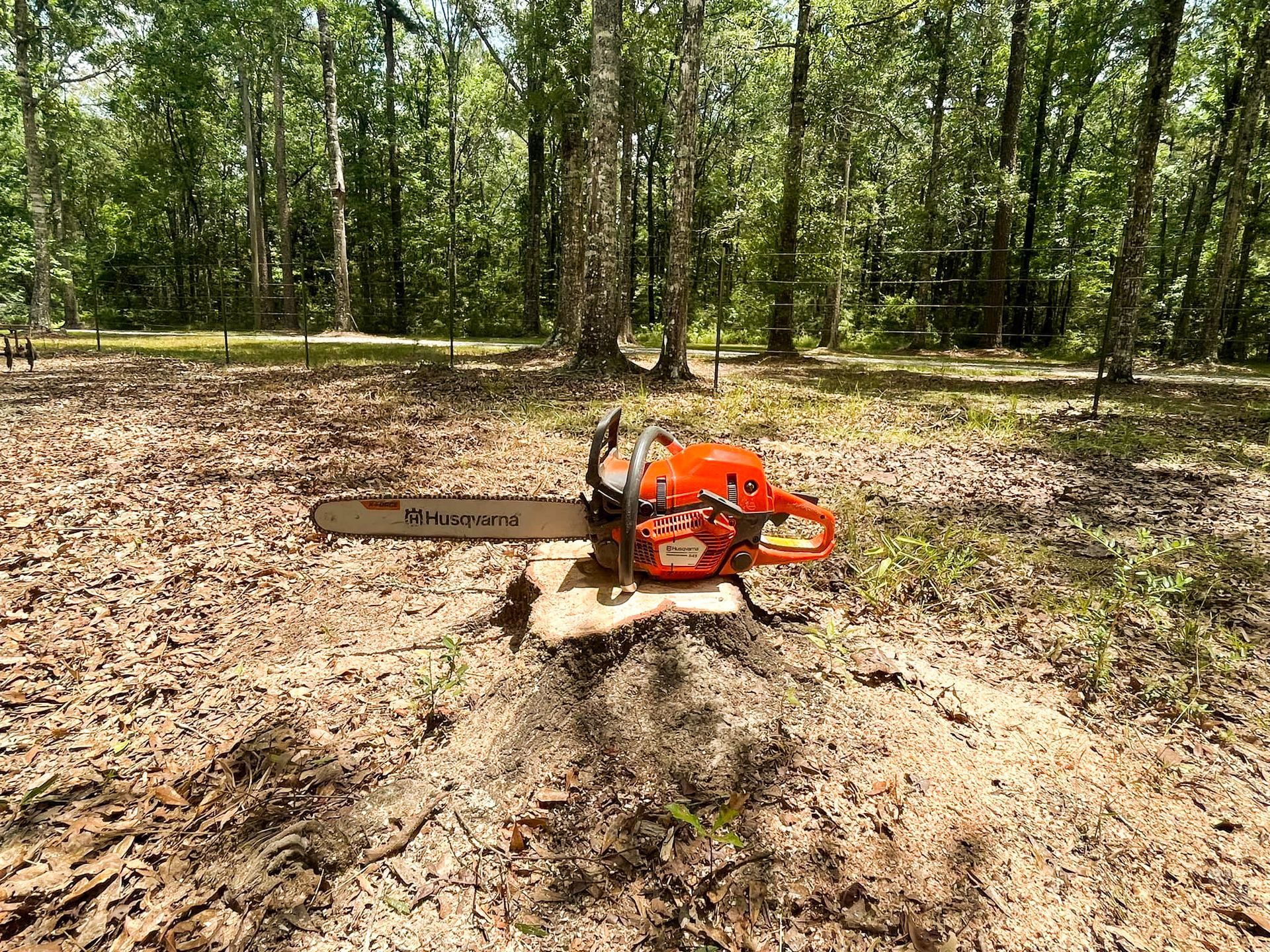 A chainsaw is sitting on top of a tree stump in the woods.