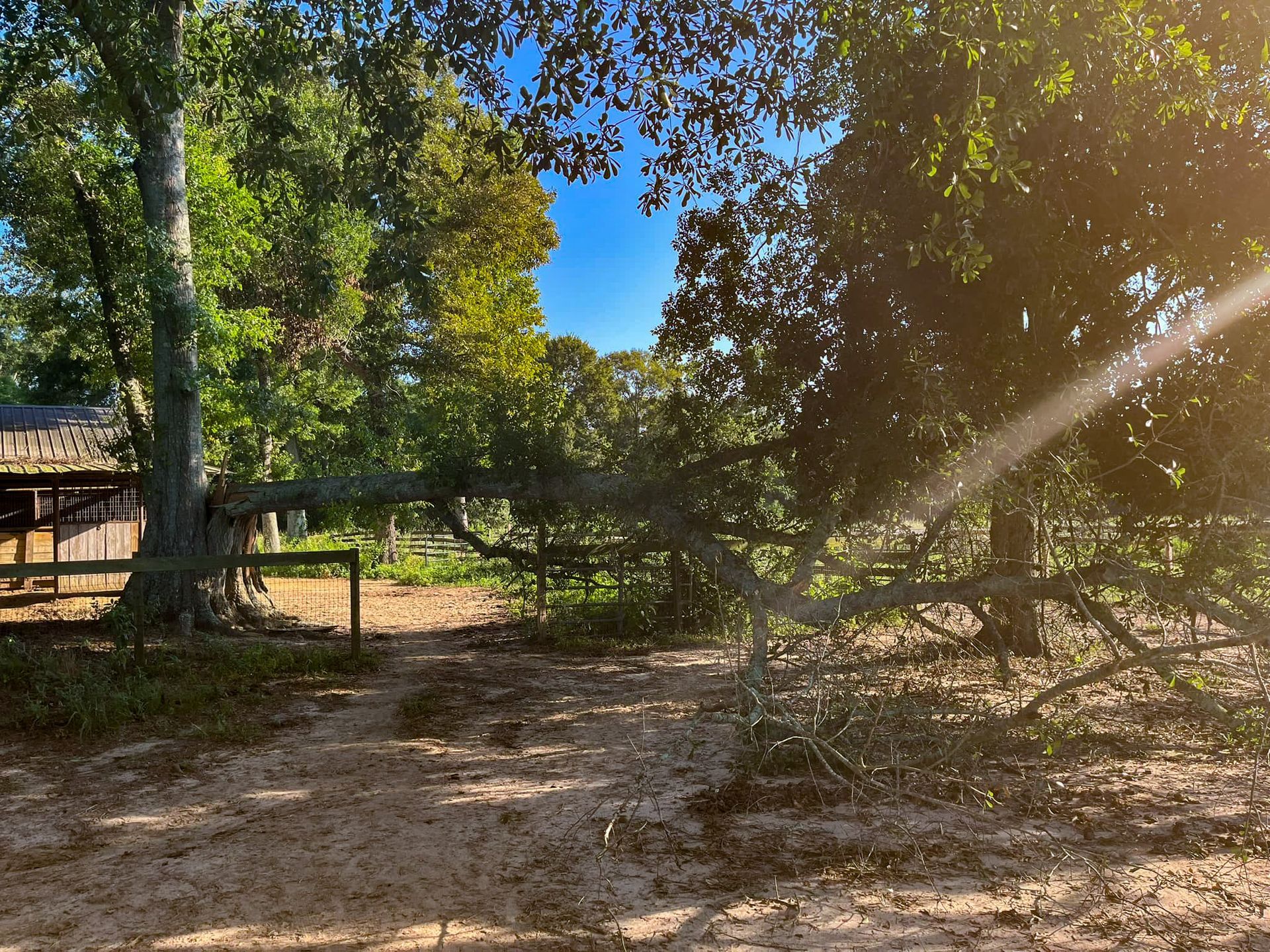 The sun is shining through the trees on a sunny day