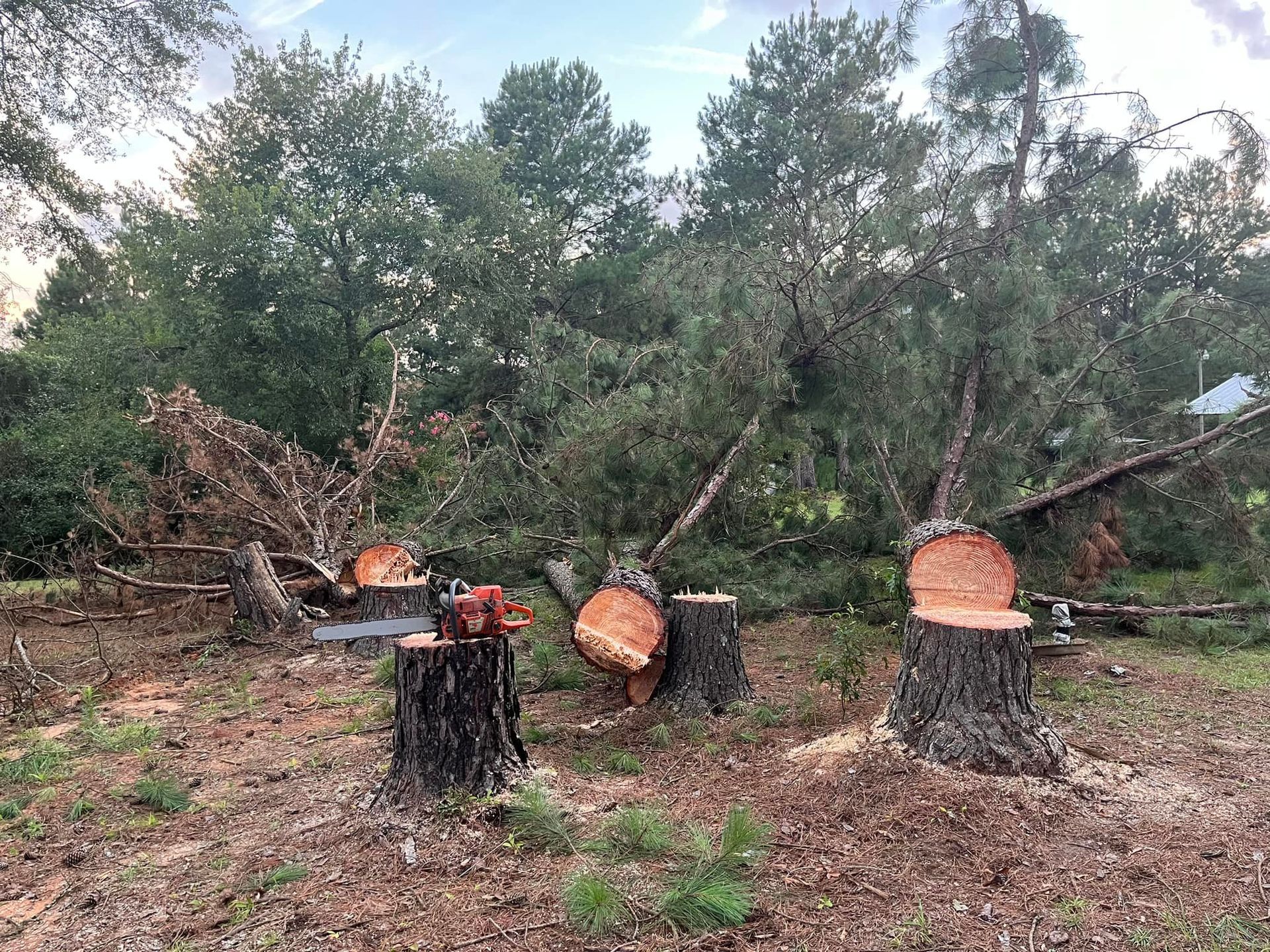 A group of trees that have been cut down in a field.