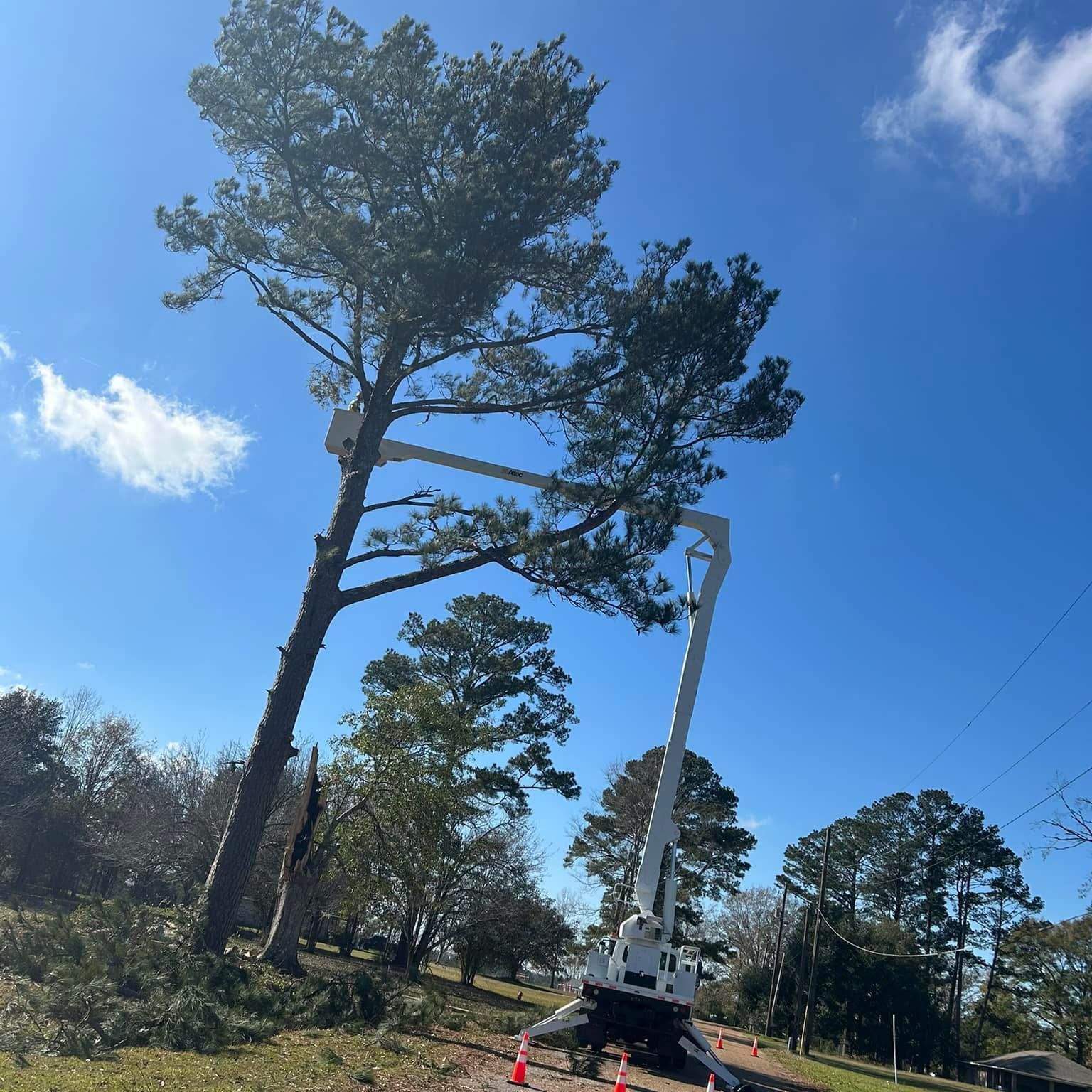 A large pine tree is being cut down by a crane.