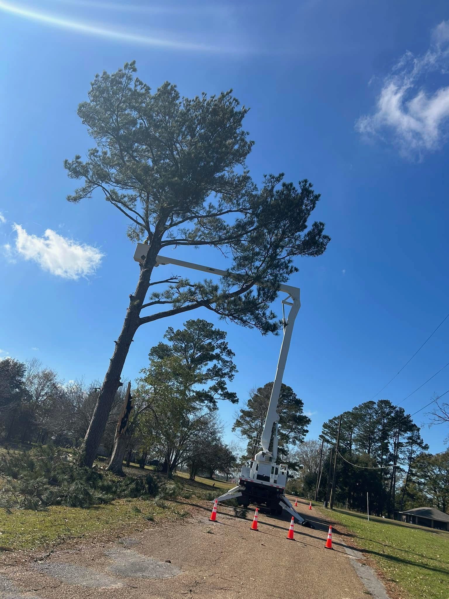 A tree is being cut down by a crane.