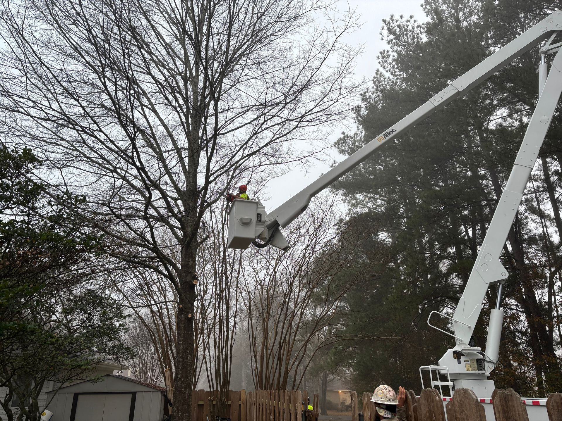 A man in a bucket is cutting a tree with a crane.