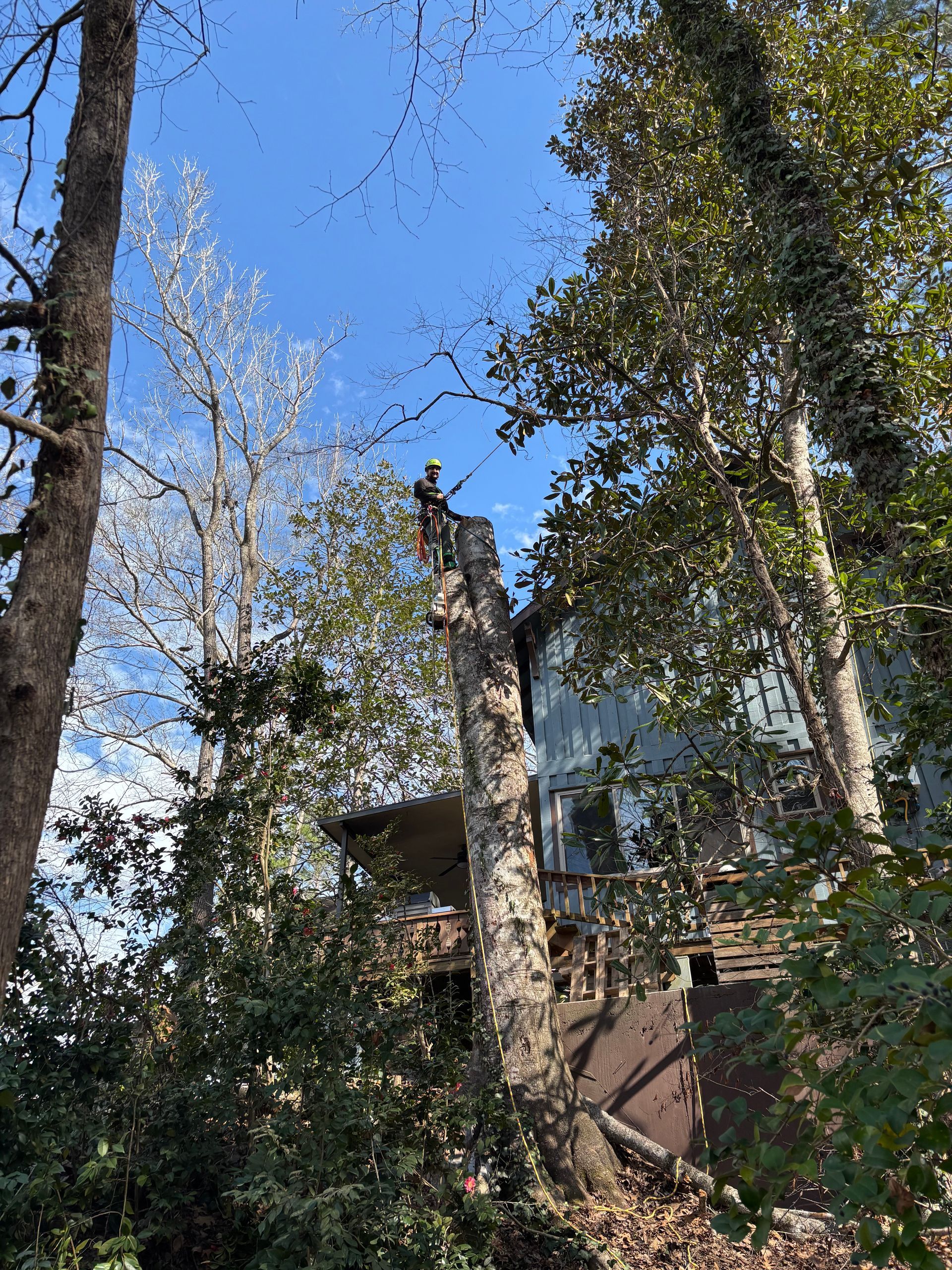 A man is climbing a tree in front of a house.