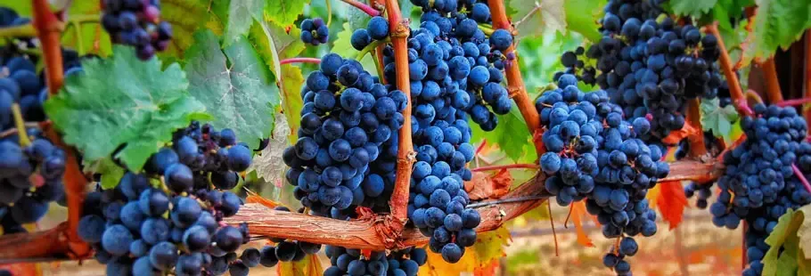 Grapes on the vine, clusters of dark purple fruit with green leaves in a vineyard.