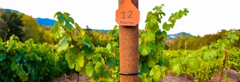 Vineyard with a tag labeled
