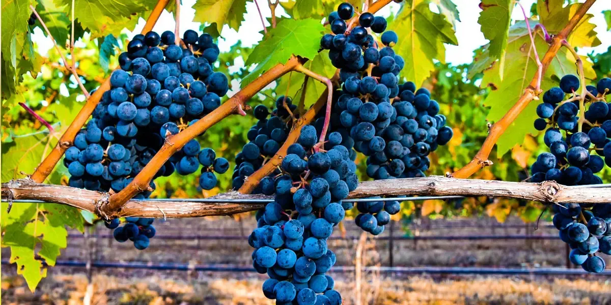 Dark blue grapes hanging from vines in a vineyard.