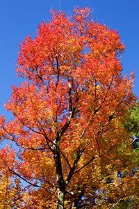 Child Therapy — Autumn Trees in Trenton, NJ