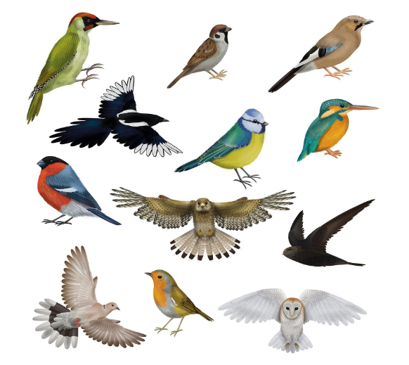 SIL - Animal Craf Stckers